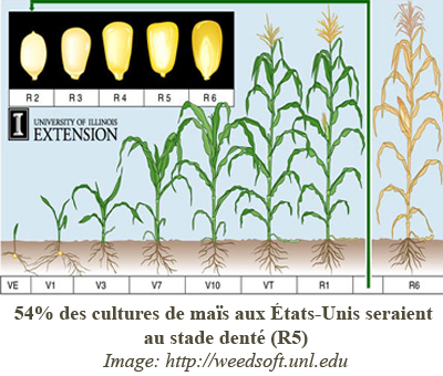 Stade de développement du maïs Stade de développement du maïs